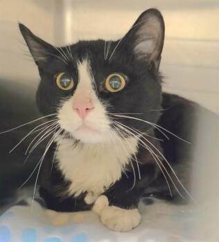 COOKIE -  Domestic Short Hair Cat for Adoption in Anchorage, Alaska - COOKIE | PetCurious