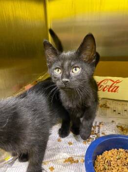 Moe -  Domestic Short Hair Cat for Adoption in Jackson, Tennessee - Moe | PetCurious