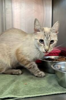 MARINA -  Domestic Short Hair Cat for Adoption in Thousand Palms, California - MARINA | PetCurious