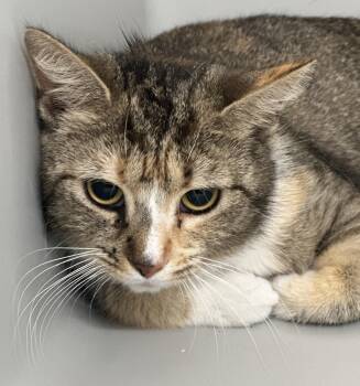 Domestic Short Hair Cats Available for Adoption in Stafford, Virginia - Asta | PetCurious