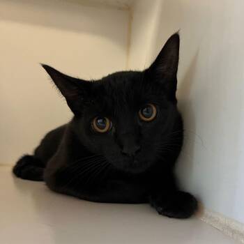 Domestic Short Hair Cats Available for Adoption - Posy (bonded W/ Rosamund) | PetCurious