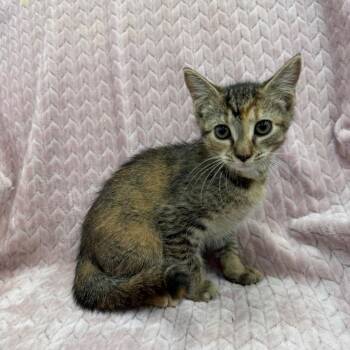Genesis -  Domestic Short Hair Cat for Adoption in Raleigh, North Carolina - Genesis | PetCurious