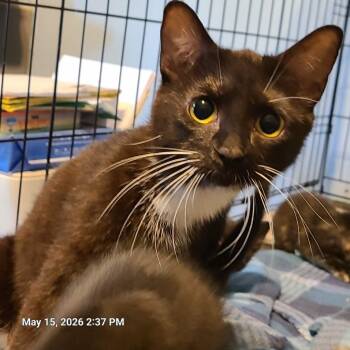 Tuxedo Cats Available for Adoption in Waynetown, Indiana - Magic | PetCurious