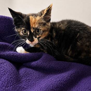 Ophelia -  Domestic Short Hair Cat for Adoption in Madison, Wisconsin - Ophelia | PetCurious