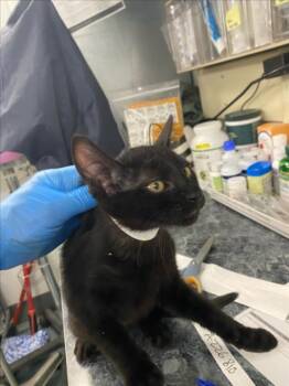 A226809 -  Domestic Short Hair Cat Available for Adoption in Woodland, California - A226809 | PetCurious