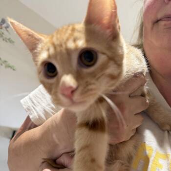 Doc -  Domestic Short Hair Cat for Adoption in Courtenay, British Columbia - Doc | PetCurious