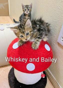 Rescue Domestic Short Hair Cats for Adoption in Vancouver, Washington - Whiskey | PetCurious