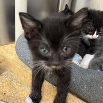 Kaskara -  Domestic Short Hair Cat for Adoption in Walnut Creek, California - Kaskara | PetCurious