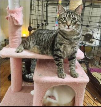 Rescue Domestic Short Hair and Ocicat Cats for Adoption in Beverly Hills, California - Danny "the Goofball!" | PetCurious