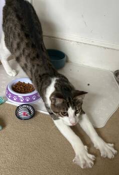 Domestic Short Hair Cats Available for Adoption in Rockaway, New Jersey - Muffin | PetCurious