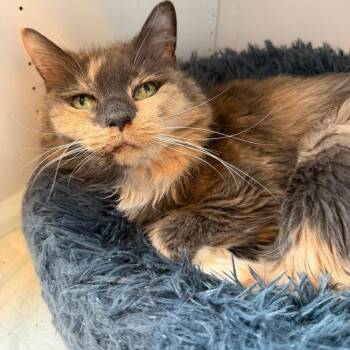 Luna Mae -  Domestic Long Hair Cat for Adoption in Alexandria, Virginia - Luna Mae | PetCurious