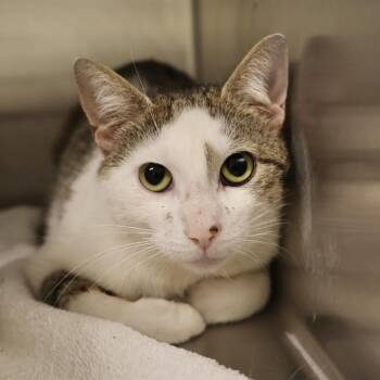 Lexi -  Domestic Short Hair Cat for Adoption in Briarcliff Manor, New York - Lexi | PetCurious