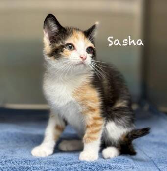 Domestic Short Hair Cats Available for Adoption in Pawleys Island, South Carolina - Sasha | PetCurious