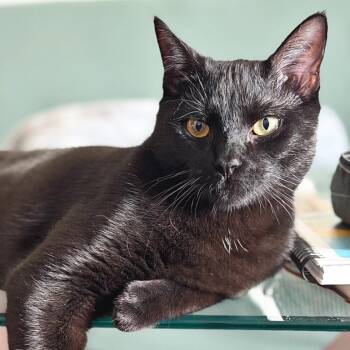 Domestic Short Hair Cats Available for Adoption in Lewisville, Texas - Dusky | PetCurious