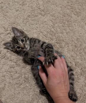 Bell -  Tabby Cat for Adoption in Mechanicsburg, Pennsylvania - Bell | PetCurious