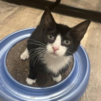 Lentil Plump -  Domestic Short Hair and Tuxedo Cat for Adoption in Morrison, Colorado - Lentil Plump | PetCurious