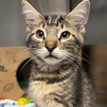 TRAVIS -  Domestic Short Hair Cat for Adoption in St. Louis, Missouri - TRAVIS | PetCurious