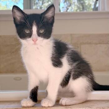 A1047214 Curly -  Domestic Medium Hair Cat for Adoption in Pleasant Hill, California - A1047214 Curly | PetCurious