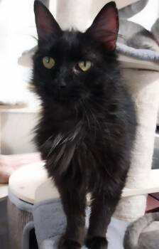 Roxanne *IN FOSTER* -  Domestic Medium Hair Cat for Adoption in South Bend, Indiana - Roxanne *IN FOSTER* | PetCurious