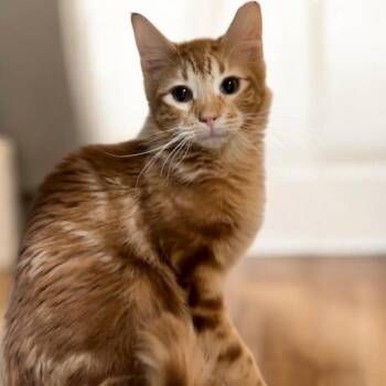 Domestic Medium Hair Cats Available for Adoption in Grantsville, Utah - Westyn | PetCurious