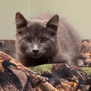 Smoky -  Domestic Medium Hair Cat for Adoption in Middlebury, Vermont - Smoky | PetCurious