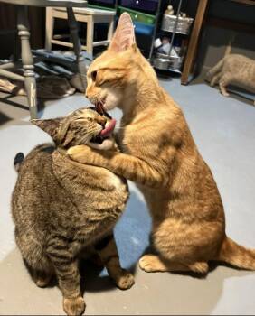 Domestic Short Hair Cats Available for Adoption - Crackers | PetCurious