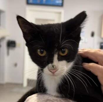 Little Debbie -  Domestic Short Hair Cat for Adoption in Slidell, Louisiana - Little Debbie | PetCurious