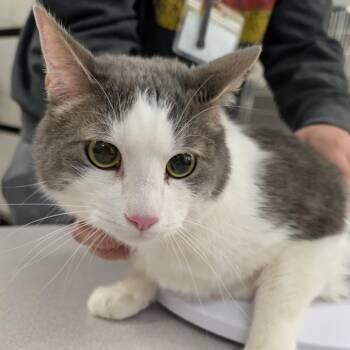 Domestic Short Hair Cats Available for Adoption - Mr. Nimbus | PetCurious