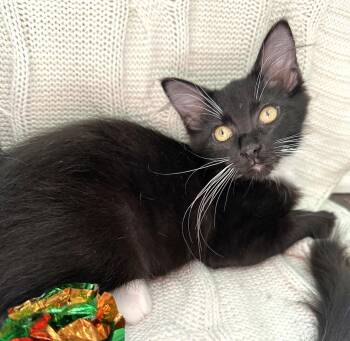 Pebble and Dominique -  Domestic Medium Hair and Domestic Short Hair Cat for Adoption in Lenexa, Kansas - Pebble And Dominique | PetCurious