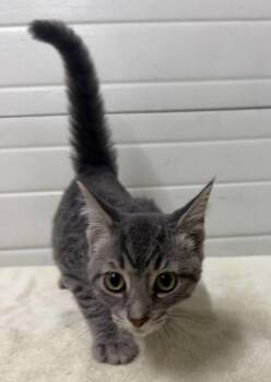 Dusty -  Domestic Short Hair Cat for Adoption in Lagrange, Indiana - Dusty | PetCurious