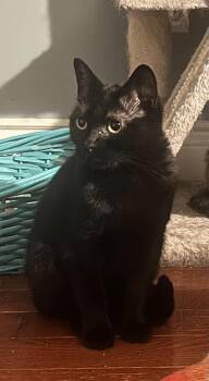 Boba -  Domestic Short Hair Cat for Adoption in Spencerville, Ontario - Boba | PetCurious