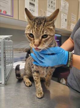 Rescue Domestic Short Hair Cats for Adoption in Las Vegas, Nevada - CATRICK SWAYZE | PetCurious