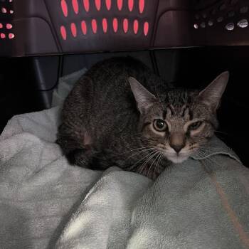 Rescue Domestic Short Hair Cats for Adoption in Fairport, New York - Ferrari | PetCurious