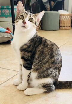 Rescue Domestic Short Hair and Tabby Cats for Adoption in Pompano Beach, Florida - Kaleah | PetCurious