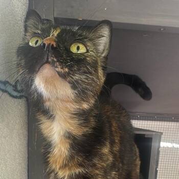 Gigi -  Domestic Short Hair Cat for Adoption in Los Angeles, California - Gigi | PetCurious