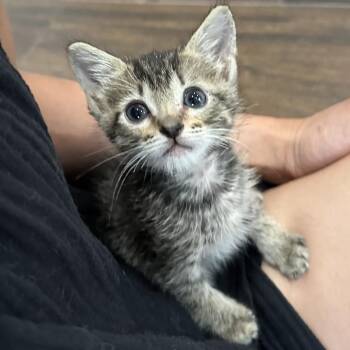 Domestic Short Hair Cats Available for Adoption in Long Beach, California - Sprout | PetCurious
