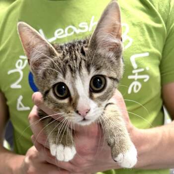 Recess -  Domestic Short Hair Cat for Adoption in Brownsboro, Alabama - Recess | PetCurious