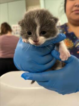 *CLAUDE -  Domestic Short Hair Cat for Adoption in Woodland, California - *CLAUDE | PetCurious
