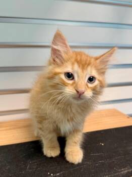 Bubba -  Domestic Short Hair Cat for Adoption in Cape Coral, Florida - Bubba | PetCurious
