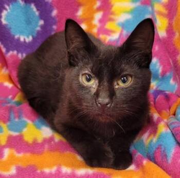 Domestic Short Hair Cats Available for Adoption - Chimney | PetCurious