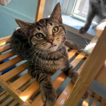 Tabby Cats Available for Adoption - Sheldon | PetCurious