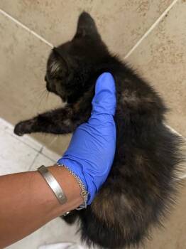 Liv -  Tortoiseshell Cat Available for Adoption in Hobbs, New Mexico - Liv | PetCurious