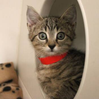 Crystal -  Domestic Short Hair Cat for Adoption in Champaign, Illinois - Crystal | PetCurious
