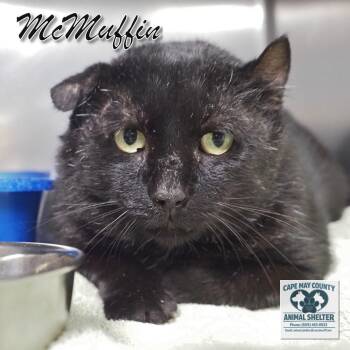 McMuffin -  Domestic Short Hair Cat for Adoption in Middle Township, New Jersey - McMuffin | PetCurious
