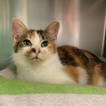 Domestic Short Hair Cats Available for Adoption - Love Bug | PetCurious