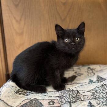 Lento -  Domestic Short Hair Cat for Adoption in Fargo, North Dakota - Lento | PetCurious