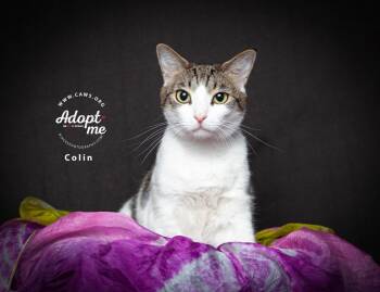 Colin Furreal -  Domestic Short Hair Cat for Adoption in Millcreek, Utah - Colin Furreal | PetCurious