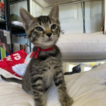 Milkyway -  Domestic Short Hair Cat for Adoption in Bel Air, Maryland - Milkyway | PetCurious