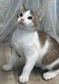 Count Catula -  Domestic Short Hair Cat for Adoption in Shreveport, Louisiana - Count Catula | PetCurious