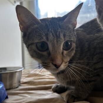 Eva Toole -  Domestic Short Hair Cat for Adoption in Chattanooga, Tennessee - Eva Toole | PetCurious